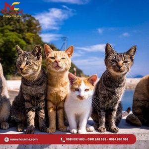 15 Đảo mèo Nhật Bản độc đáo nhất gây sốt toàn thế giới