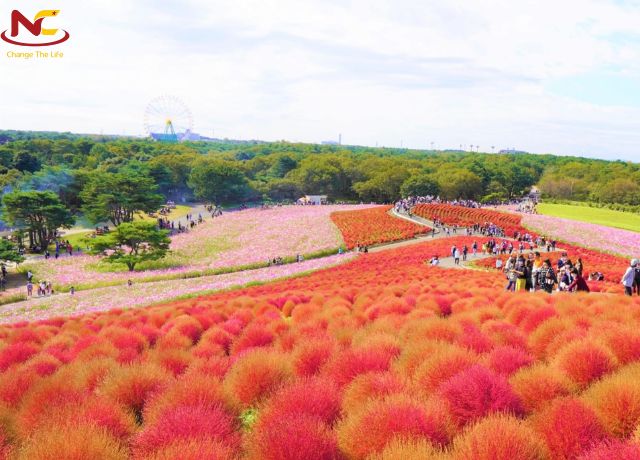 thời tiết ibaraki thời tiết ibaraki