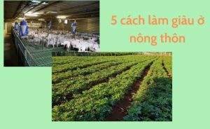 Những cách làm giàu ở nông thôn hiện nay và bí quyết thành công