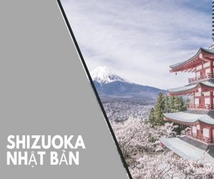 Tỉnh Shizuoka là tỉnh số mấy của Nhật Bản và có gì nổi tiếng?