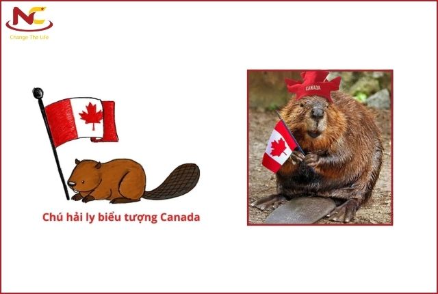 biểu tượng của nước canada biểu tượng của nước canada