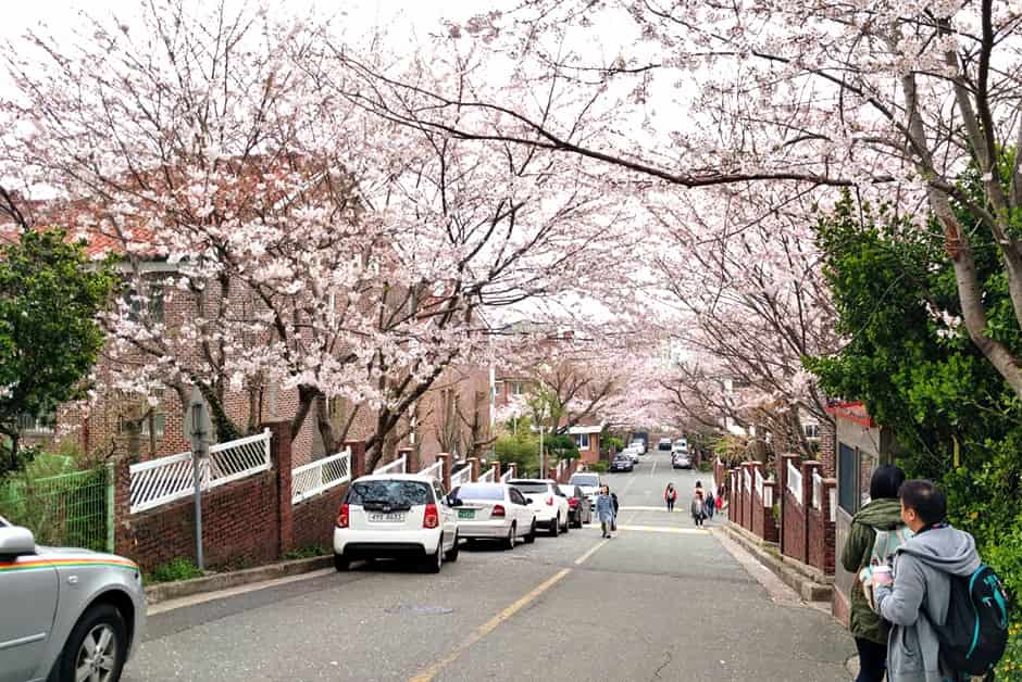 con đường ánh trăng Dalmaji